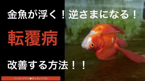 金魚頭下尾上|金魚の転覆病とは？治療方法を解説【逆さまになる・。